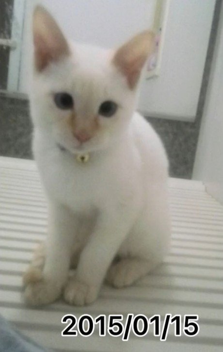 座る子猫