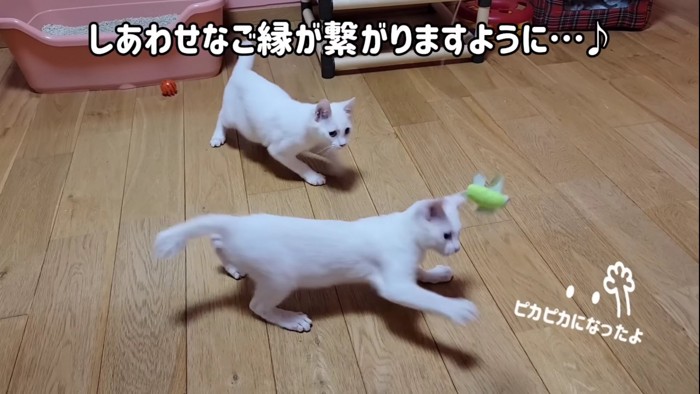 おもちゃを狙う子猫たち