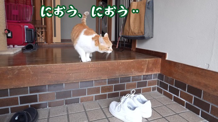 においを嗅ぐ猫