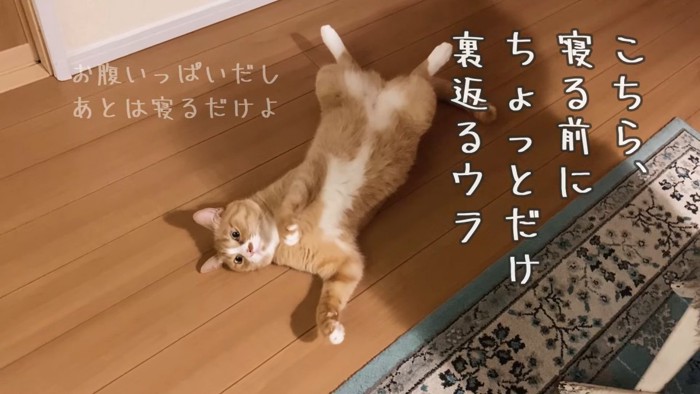 フローリングの上で仰向けになる猫