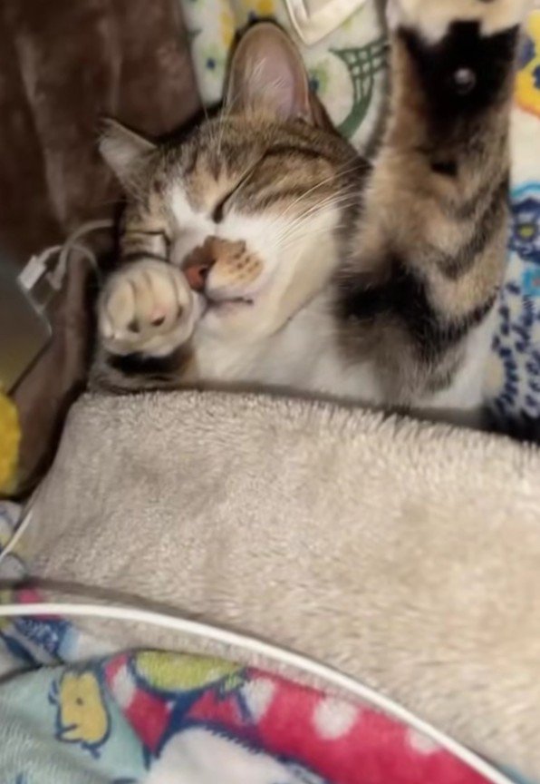 布団で眠る猫