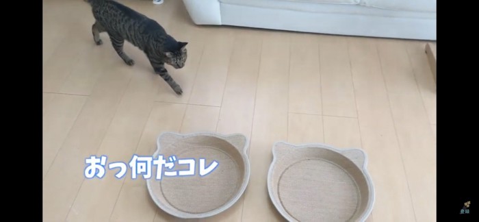 爪とぎに興味を示す猫