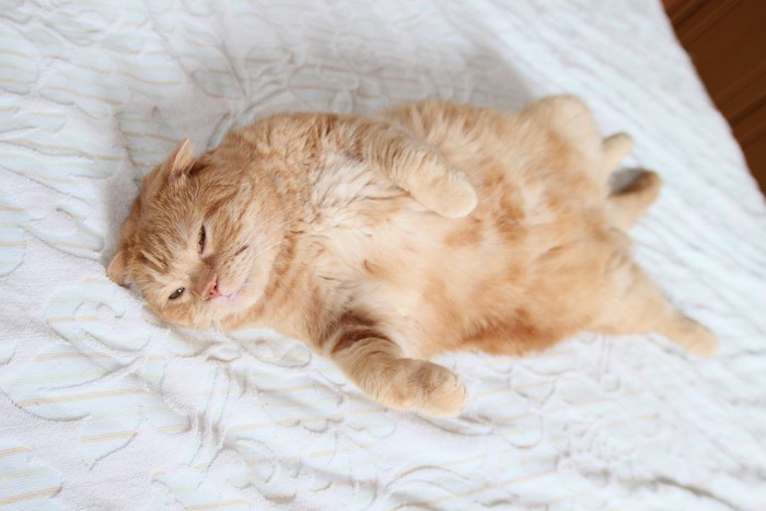 お腹を出してリラックスする猫