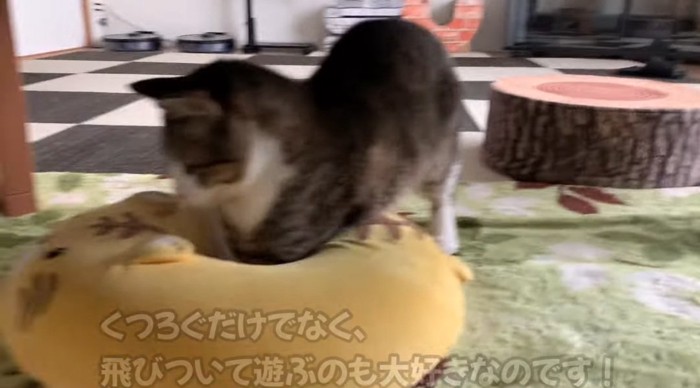 クッションに入る猫