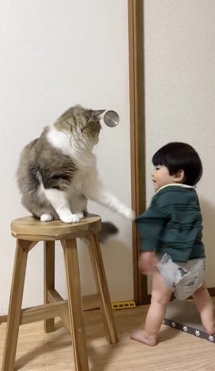 猫に駄々をこねる子供