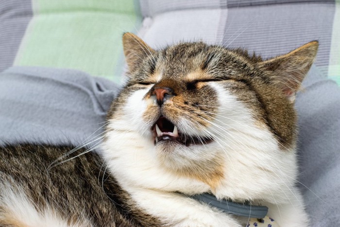 毛布の上でくしゃみをしそうな猫