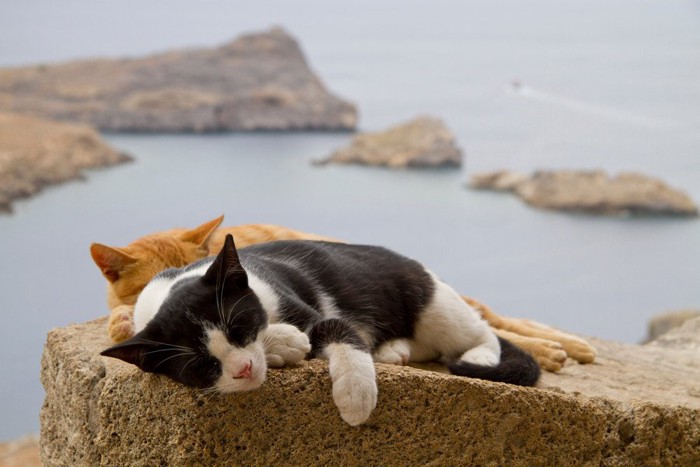 海岸でくつろぐ猫たち