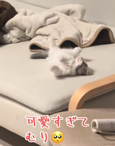 寝返りを打つ猫