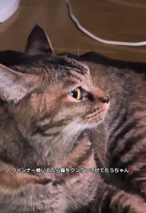 横目で見る梅干しちゃん