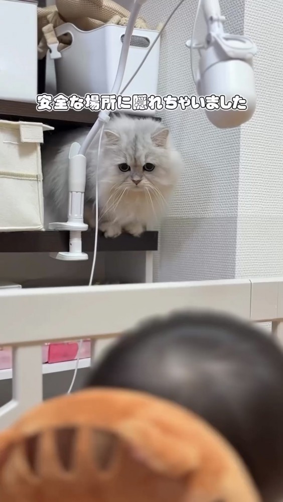 隠れて見つめる猫