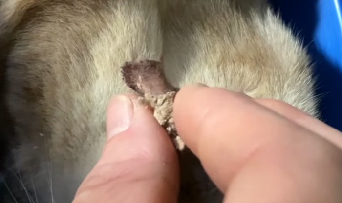 猫の耳を掃除する手