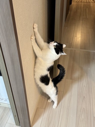 壁で爪とぎする猫
