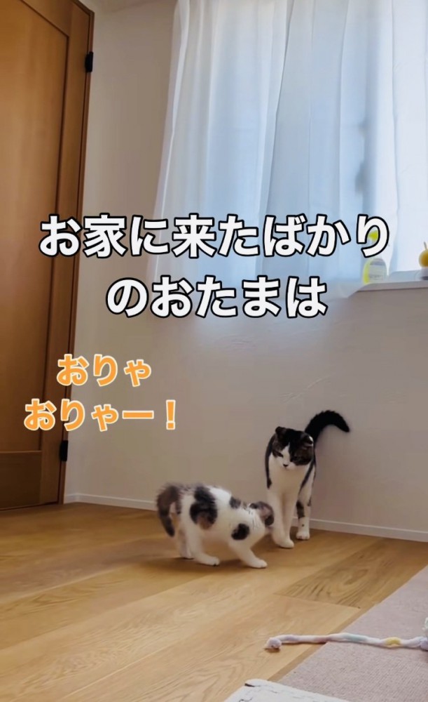 兄猫にニャンプロを仕掛ける子猫