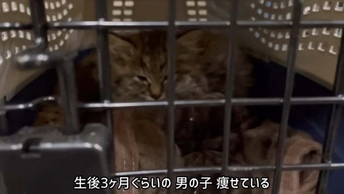 キャリーの奥にいる子猫