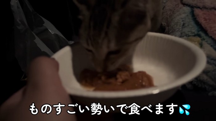 キャットフードを食べる子猫