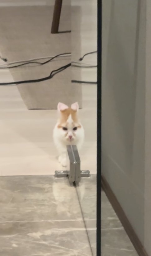 ガラス戸に顔の半分が反射している猫(引き)