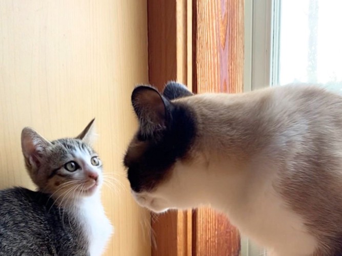 向かい合っている子猫と成猫