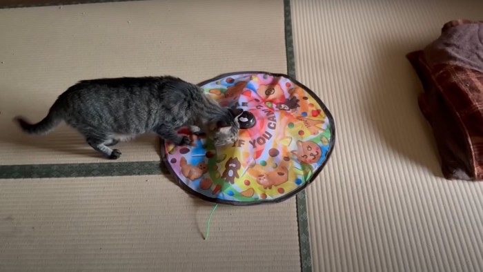 止まったおもちゃを見る猫