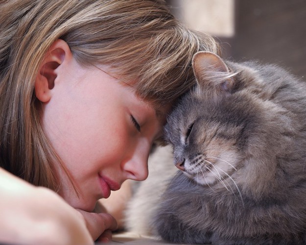 額をくっ付け合う猫と女の子