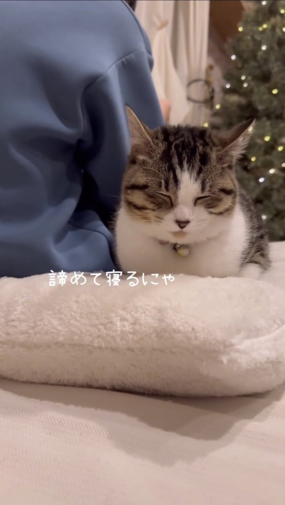 座って寝る子猫