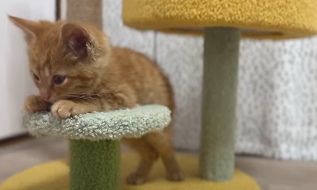 キャットタワーの台座に上半身だけ体を乗せる猫