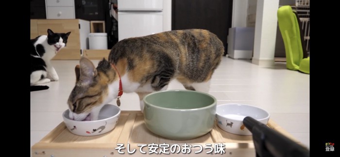 空のお皿を舐める猫