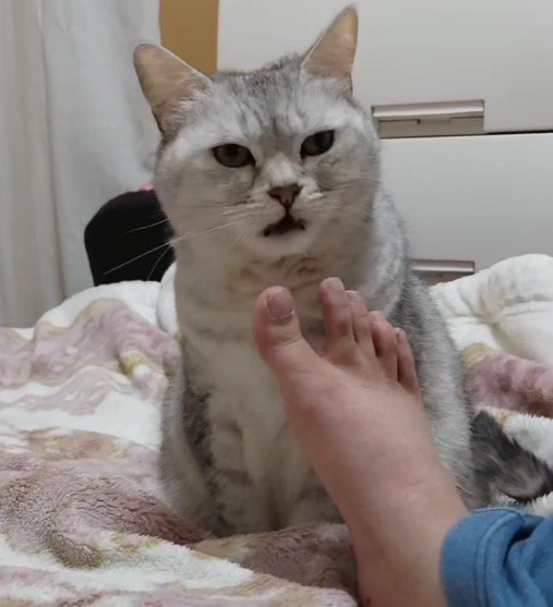 飼い主の足のにおいを嗅いで口を開ける猫