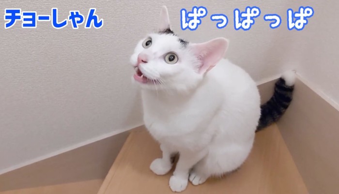 ぱっぱっぱ