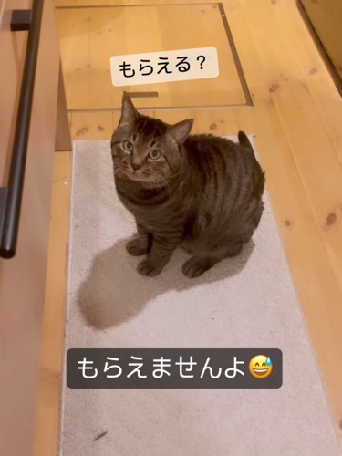 座る猫