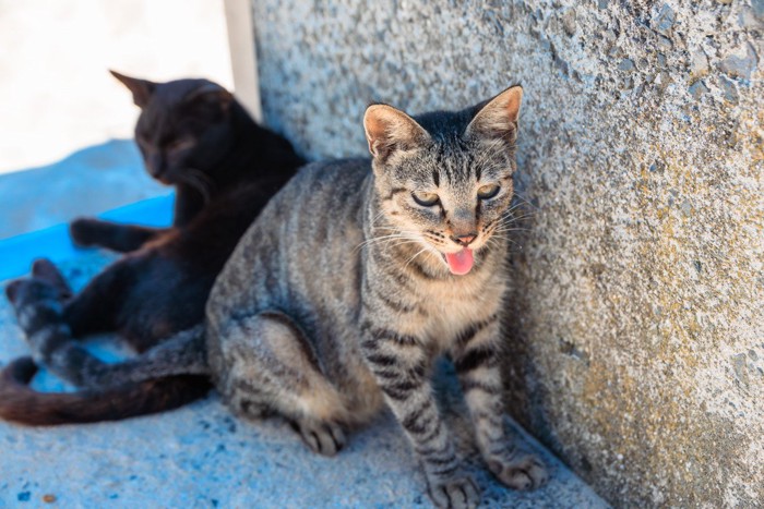 .舌を出す猫