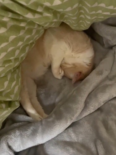 顔を隠す猫