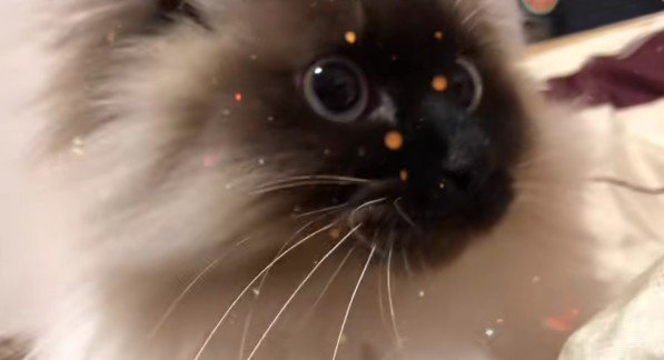 猫の横顔