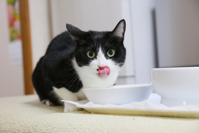 水を飲むハチワレ