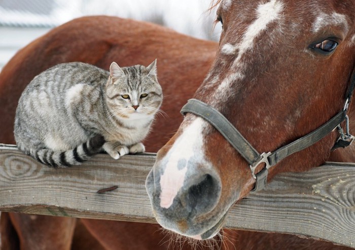 からだを寄せ合う猫と馬