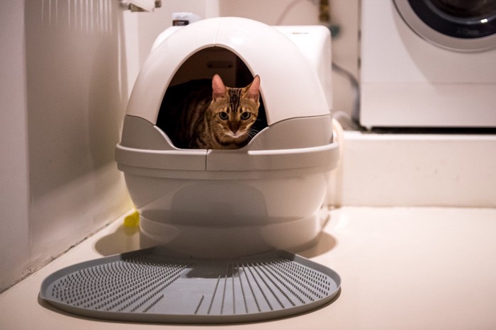 猫トイレの中にいる猫