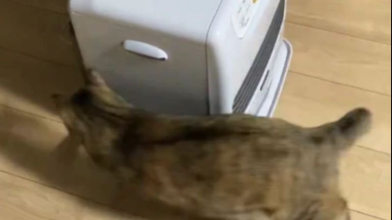 ストーブの前の猫