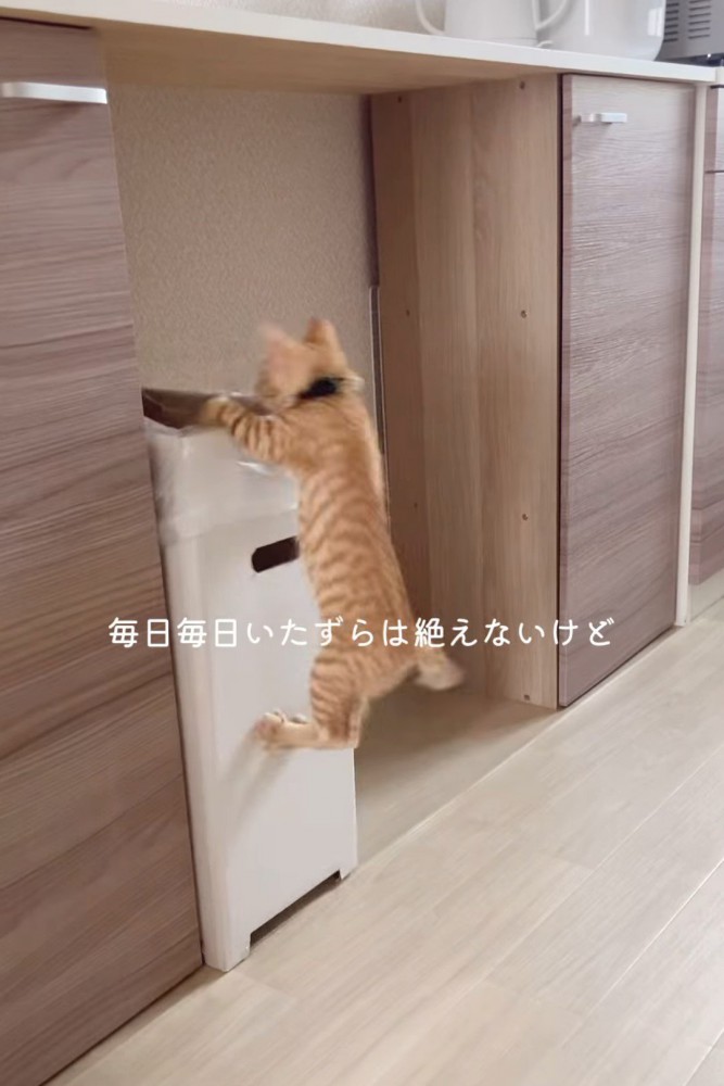 ゴミ箱に飛びつく猫