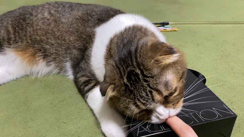 人の指を噛む猫