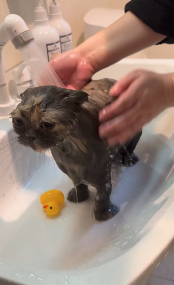 ぬるま湯で洗われる猫2