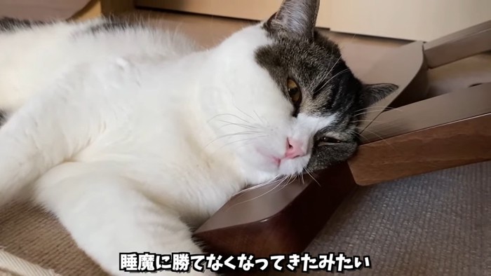 横になり目を細める猫