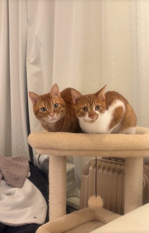 キャットタワーの上で香箱座りをしているカメラ目線の猫（ヒキ）