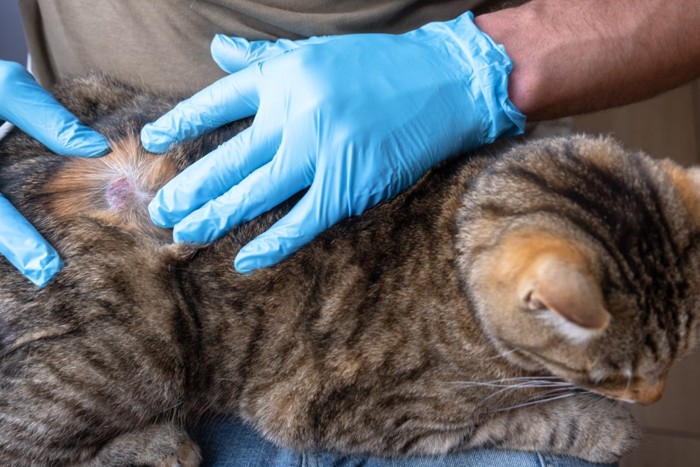 皮膚の状態を確認されている猫