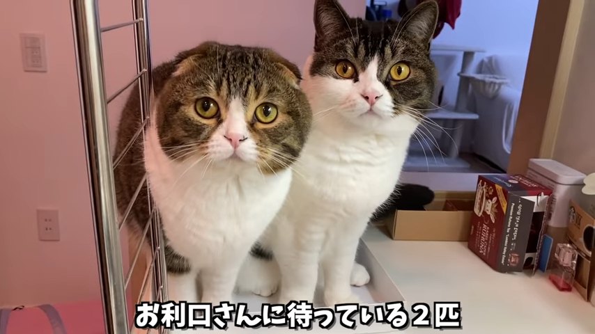 並んで座る猫