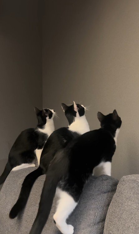 壁を見ている3匹の猫