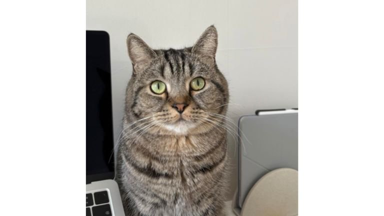 パソコン横の猫