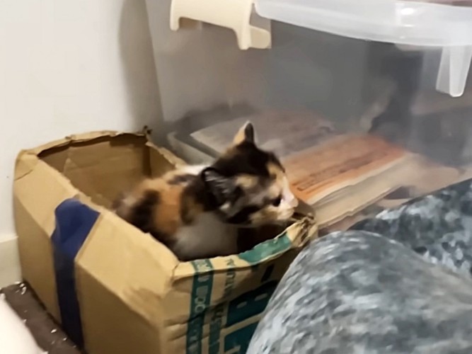 段ボール箱の中にいた三毛猫の子猫