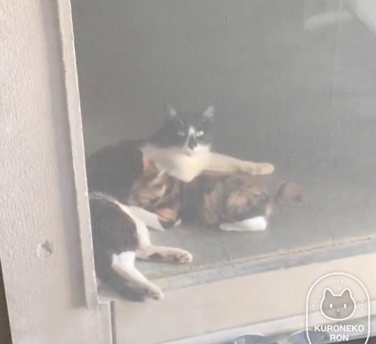 見つめる母猫