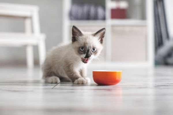 ごはんを食べる子猫