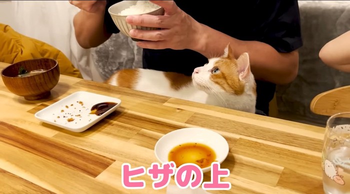 ヒザの上の猫