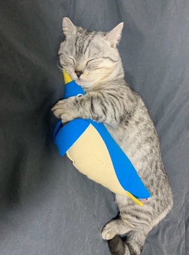 ペンギンを抱きしめて眠る猫